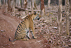 Bengal Tiger