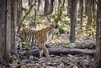 Bengal Tiger