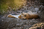 Bengal Tiger