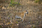Bengal Tiger