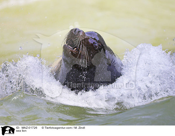 Seelwe / sea lion / MAZ-01726