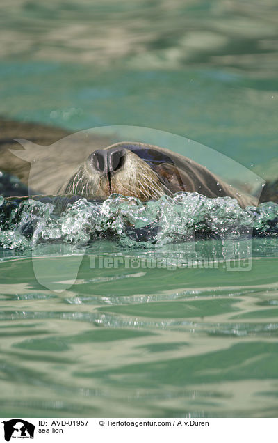 Seelwe / sea lion / AVD-01957