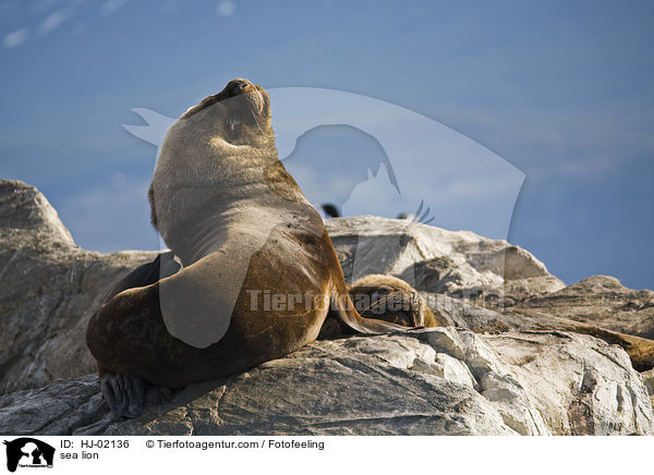 Seelwe / sea lion / HJ-02136