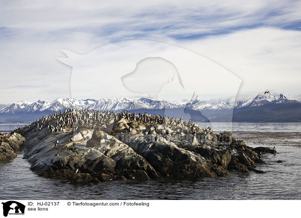 Seelwen / sea lions / HJ-02137