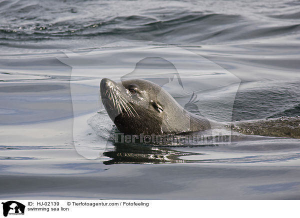 swimming sea lion / HJ-02139