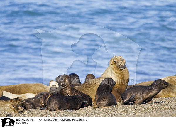 sea lions / HJ-02141