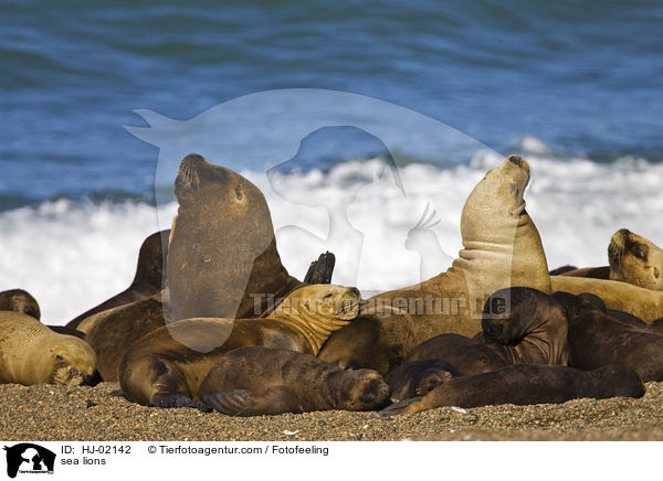 sea lions / HJ-02142