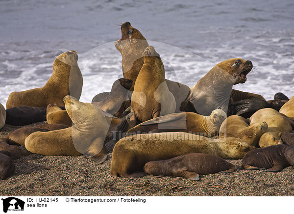 sea lions / HJ-02145