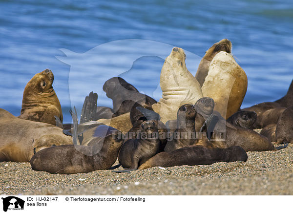 sea lions / HJ-02147