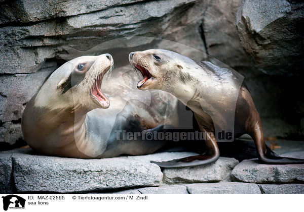 sea lions / MAZ-02595