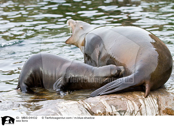 Seelwen / sea lions / MBS-04432