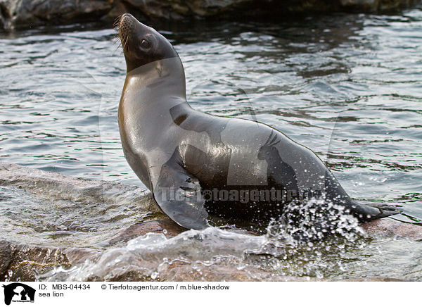 sea lion / MBS-04434