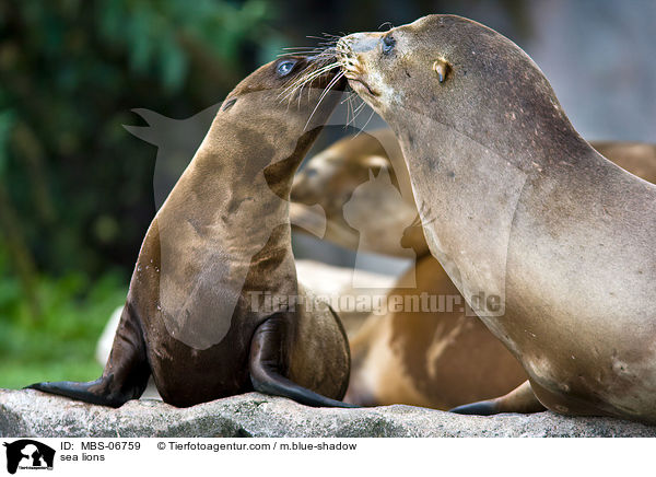 sea lions / MBS-06759