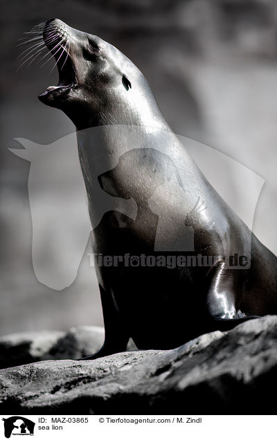 sea lion / MAZ-03865