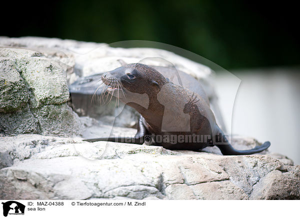 Seelwe / sea lion / MAZ-04388