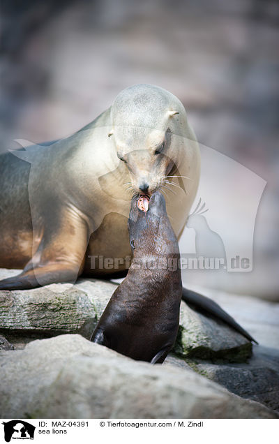 sea lions / MAZ-04391