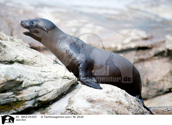 sea lion / MAZ-04393