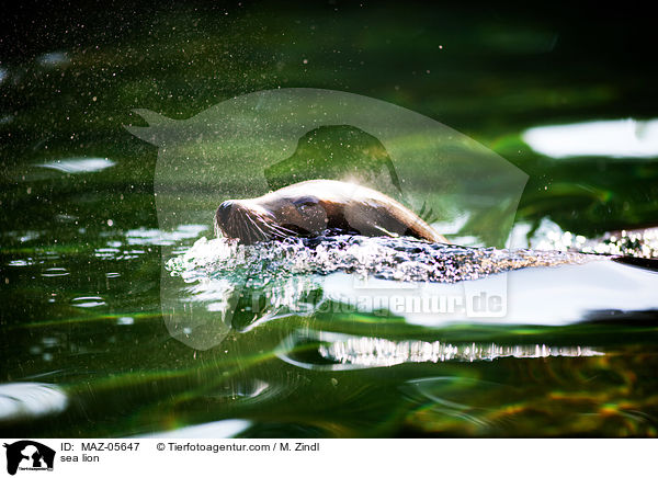 Seelwe / sea lion / MAZ-05647