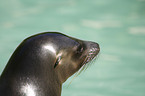 sea lion