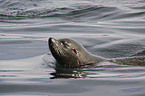 swimming sea lion