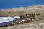 sea lions