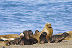 sea lions