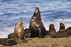 sea lions