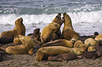 sea lions