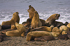 sea lions