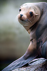 sea lion