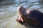 sea lion