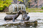 sea lions