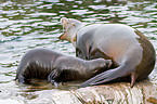 sea lions