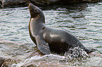 sea lion