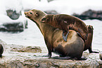 sea lions