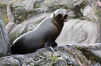 sea lion