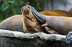 sea lions