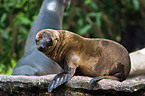 sea lion