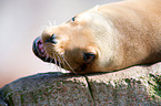 sea lion