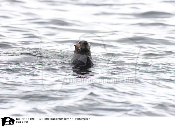 Seeotter / sea otter / FF-14108