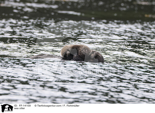 Seeotter / sea otter / FF-14109