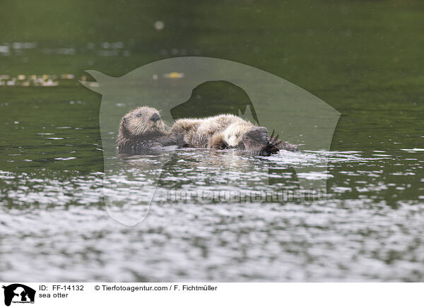 Seeotter / sea otter / FF-14132