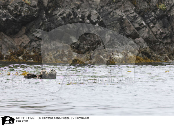 sea otter / FF-14133