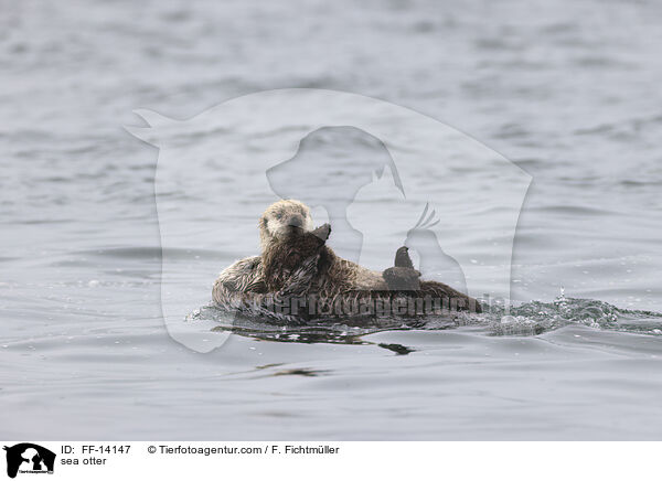 sea otter / FF-14147