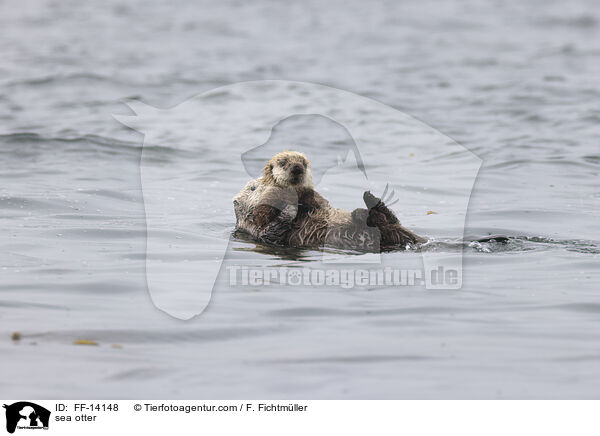 Seeotter / sea otter / FF-14148