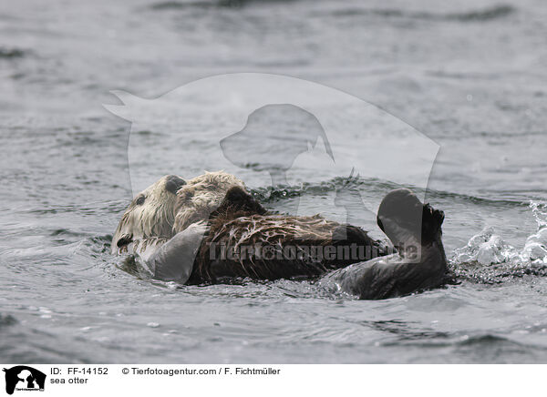 sea otter / FF-14152
