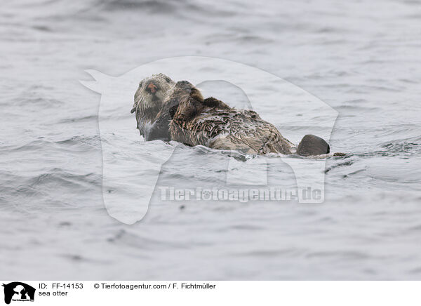 Seeotter / sea otter / FF-14153