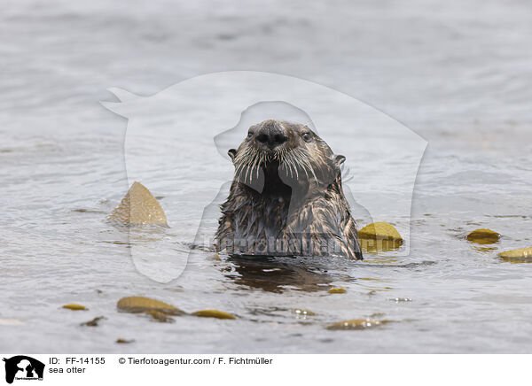 Seeotter / sea otter / FF-14155