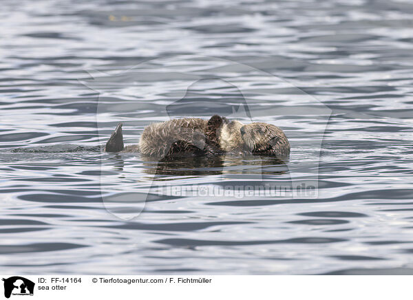 Seeotter / sea otter / FF-14164