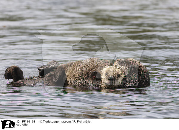sea otter / FF-14168